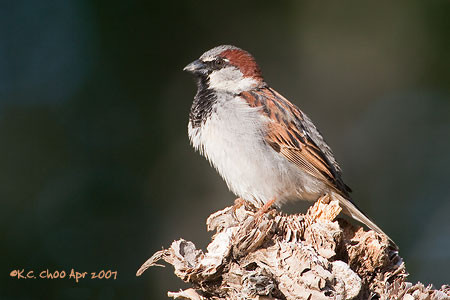 House Sparrow