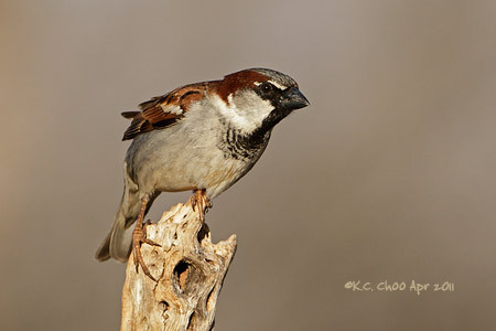 House Sparrow