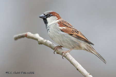 House Sparrow