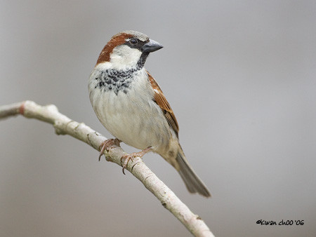 House Sparrow