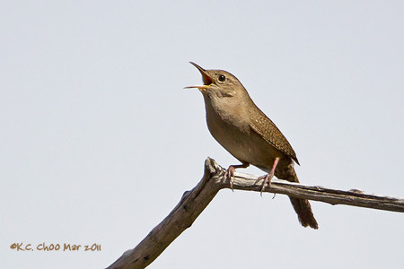 House Wren