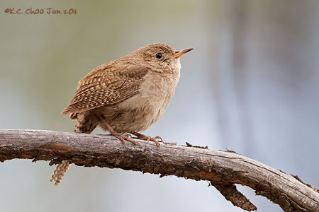 House Wren