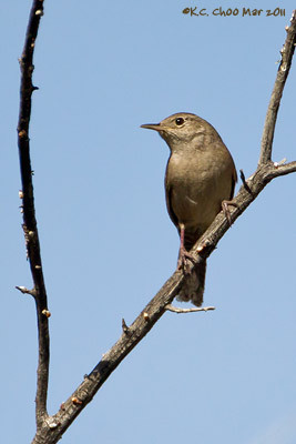 House Wren
