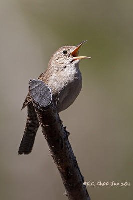 House Wren
