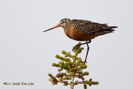 Hudsonian Godwit