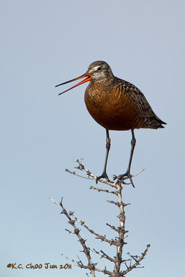 Hudsonian Godwit