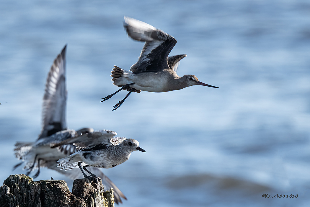 Hudsonian Godwit