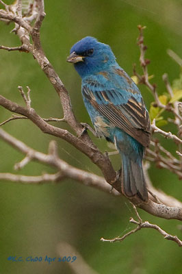 Indigo Bunting
