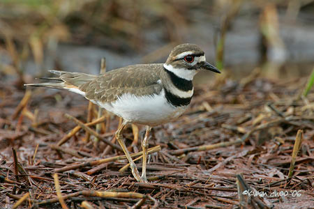 Killdeer