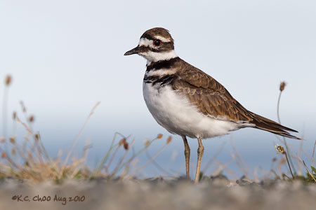 Killdeer