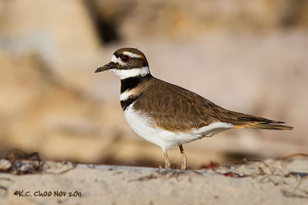 Killdeer