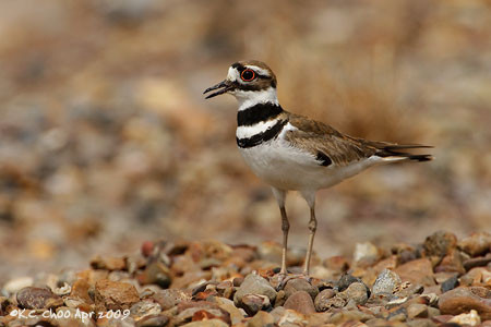 Killdeer