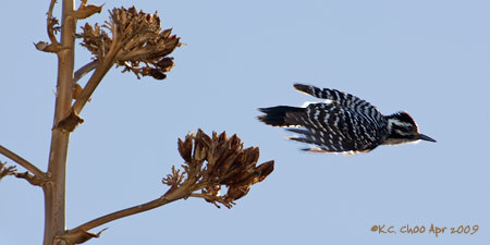 Ladder-backed Woodpecker