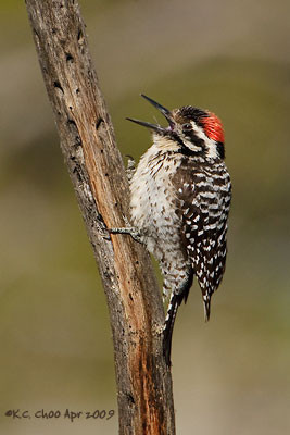 Ladder-backed Woodpecker