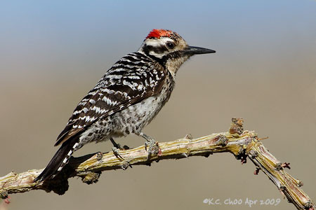 Ladder-backed Woodpecker