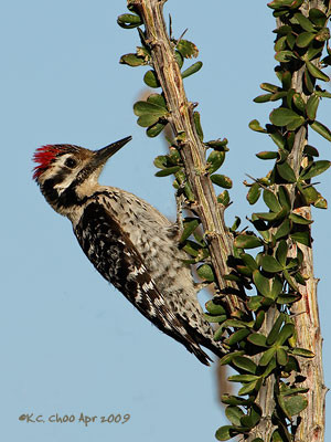Ladder-backed Woodpecker