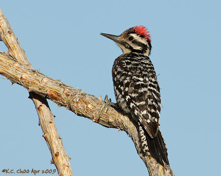 Ladder-backed Woodpecker