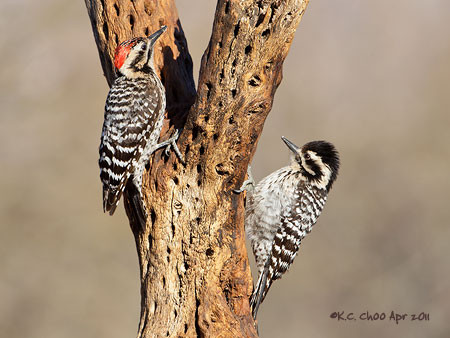 Ladder-backed Woodpecker