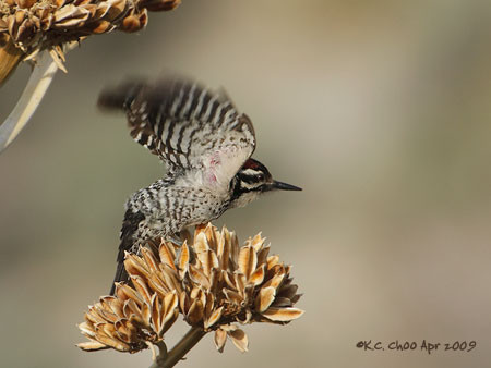 Ladder-backed Woodpecker