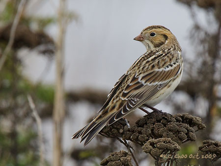 Lapland Longspur