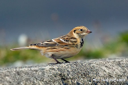 Lapland Longspur