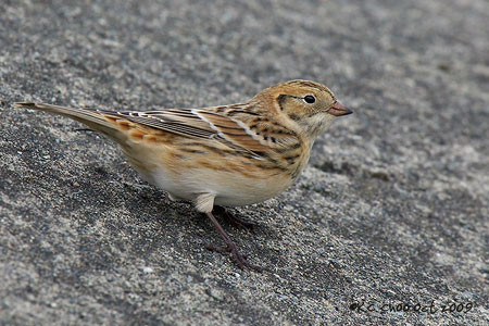 Lapland Longspur