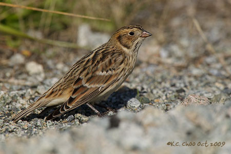 Lapland Longspur