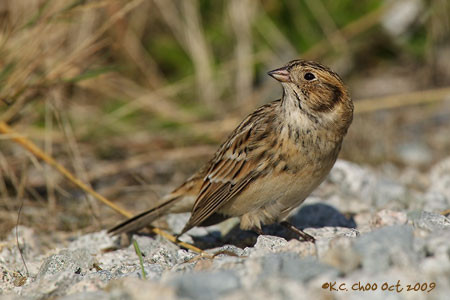 Lapland Longspur