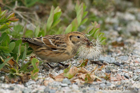 Lapland Longspur