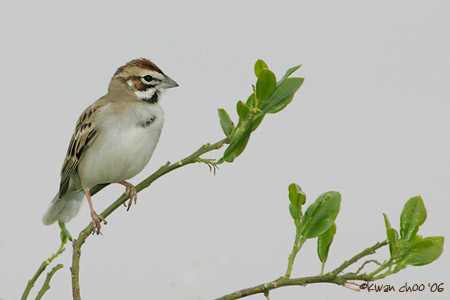 Lark Sparrow
