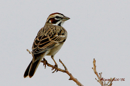 Lark Sparrow