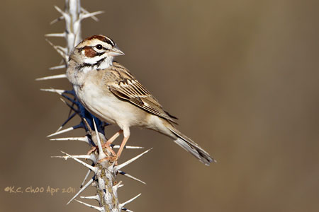 Lark Sparrow