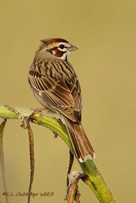 Lark Sparrow