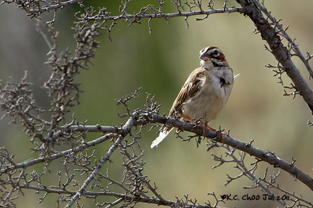 Lark Sparrow