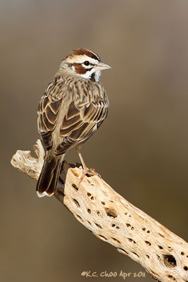 Lark Sparrow