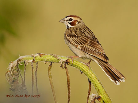 Lark Sparrow