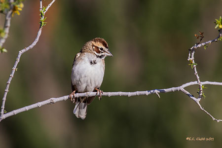 Lark Sparrow
