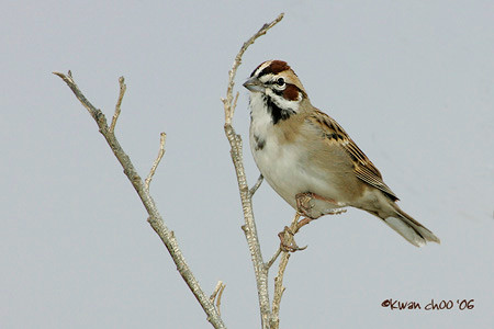 Lark Sparrow
