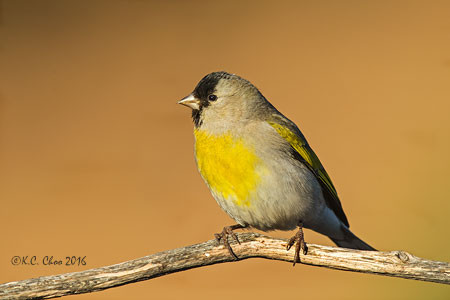 Lawrence's Goldfinch
