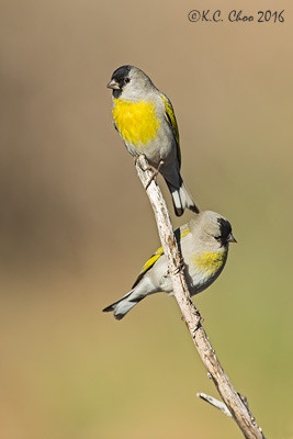 Lawrence's Goldfinch