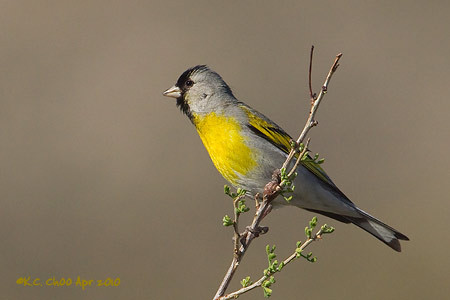 Lawrence's Goldfinch