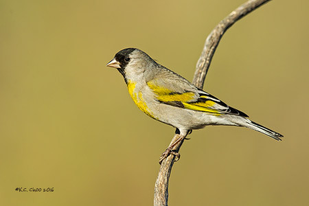 Lawrence's Goldfinch