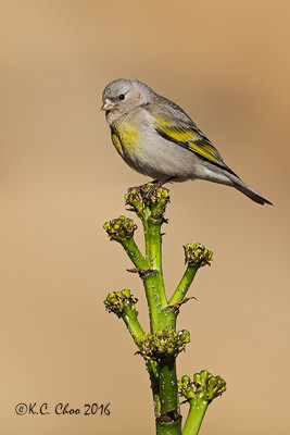 Lawrence's Goldfinch