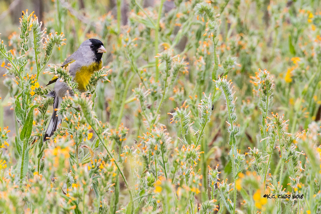 Lawrence's Goldfinch