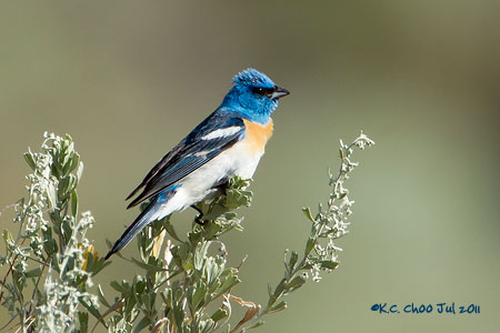 Lazuli Bunting