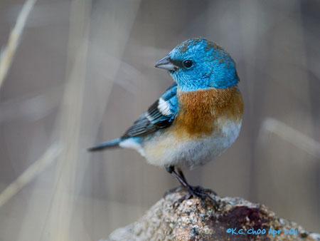 Lazuli Bunting