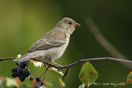 Lazuli Bunting