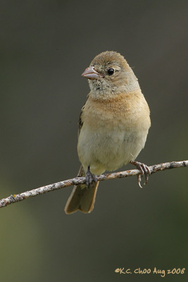 Lazuli Bunting