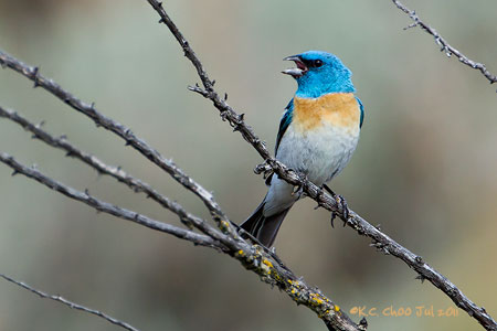 Lazuli Bunting