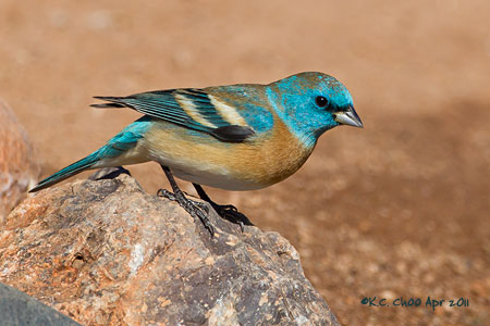 Lazuli Bunting
